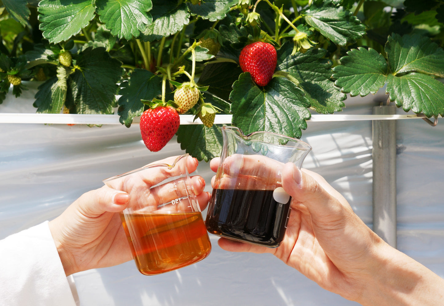 ぐるりいちご(2パック)