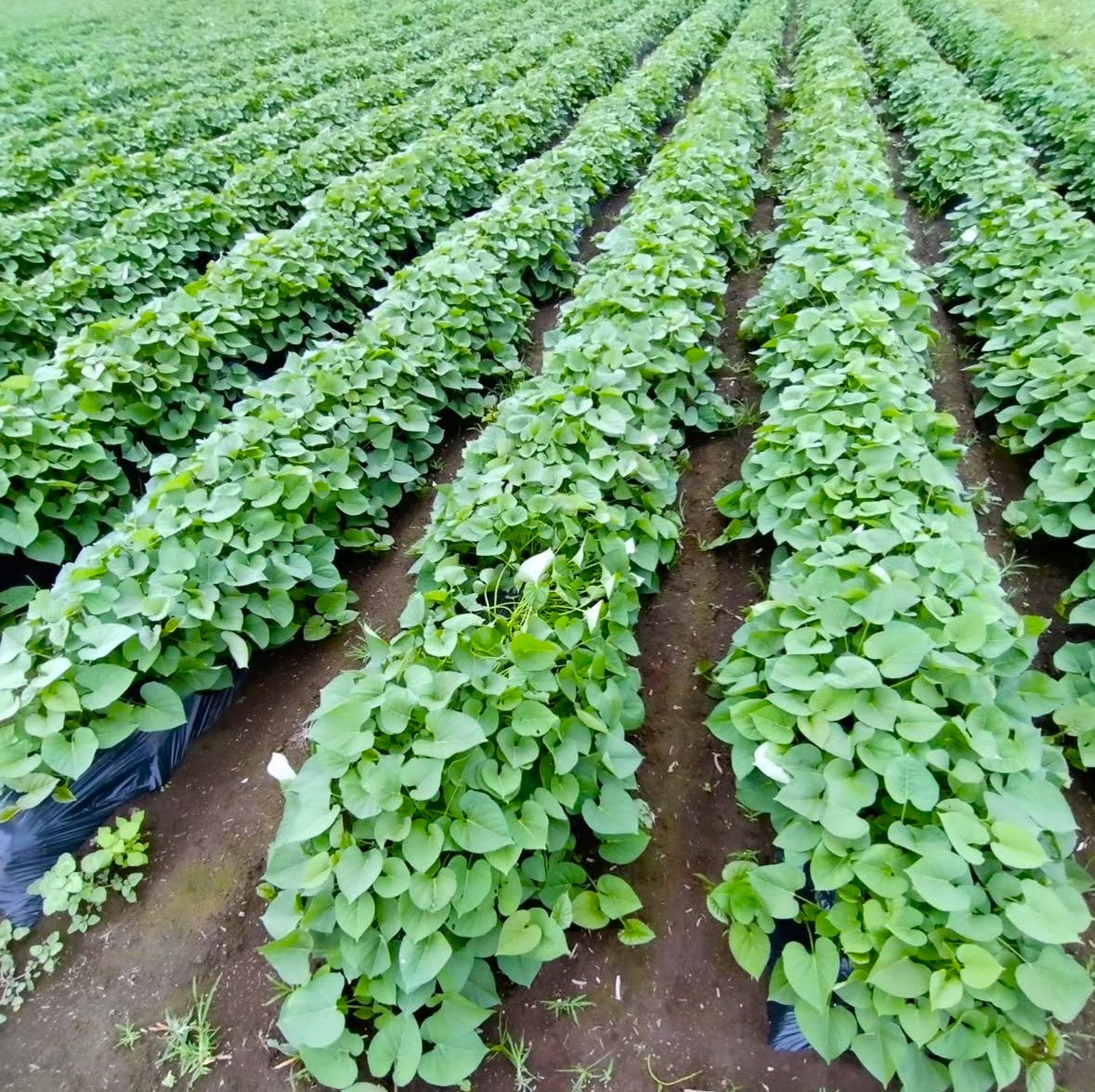 サツマイモ(シルクスイート)3キロ