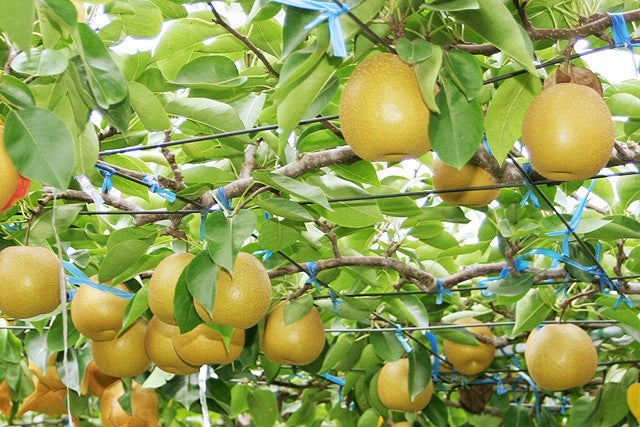 大島梨(3kg)