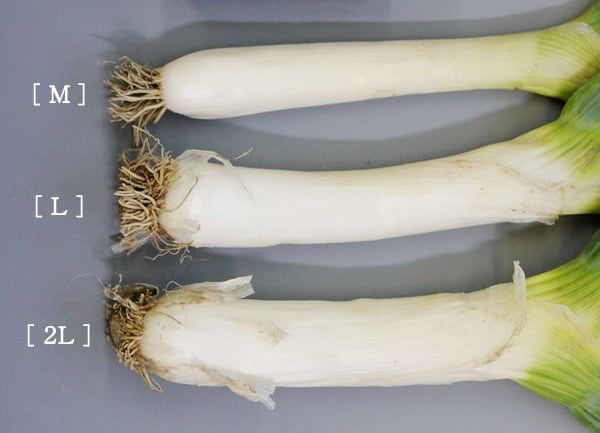 下仁田ねぎ詰め合わせB