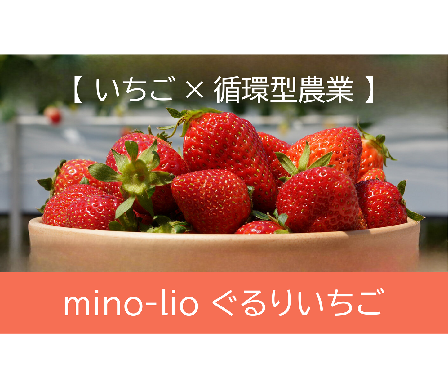 ぐるりいちご（２パック）